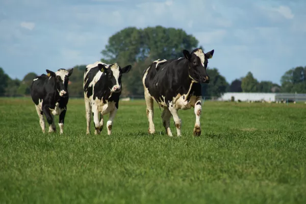 Белгородстат: Производство мяса в регионе снизилось на 0,7%, молока - выросло на 4,5%